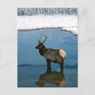 Winter Deer at Pond Postcard