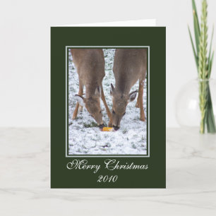 Winter Deer/ Christmas Card