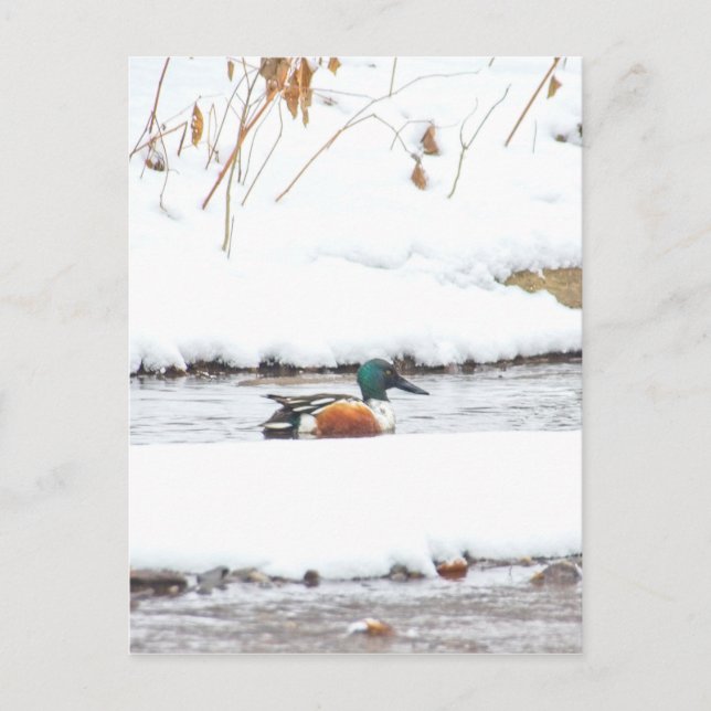 Winter Duck Postcard (Front)