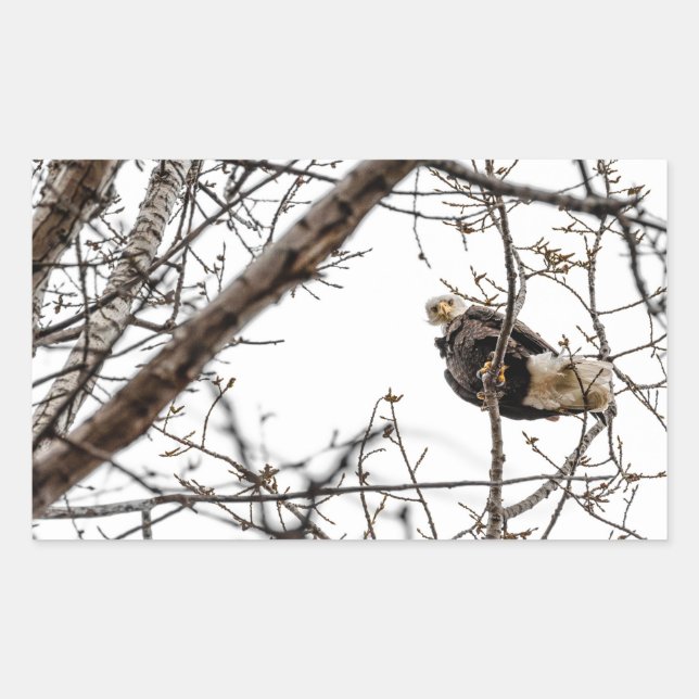 Winter Eagle Sticker (Front)