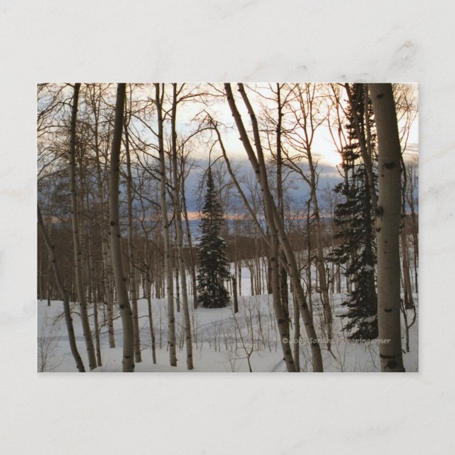 Winter Evening Postcard (Front)