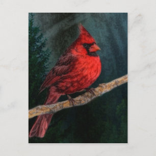 Winter Evergreen Primitive Christmas Red Cardinal Holiday Postcard