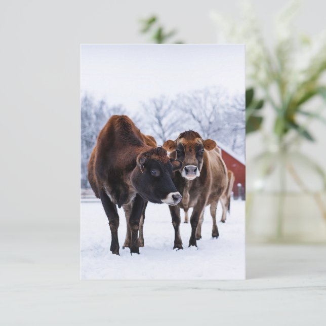 Winter farm two brown cow in the snow greeting card (Standing Front)