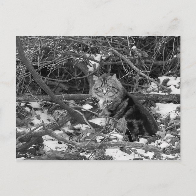 Winter Feral Forest Cat Postcard (Front)