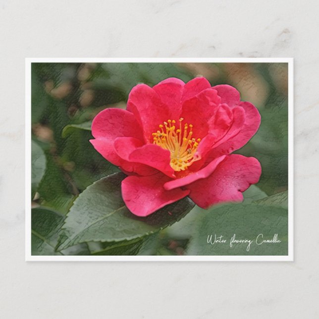 Winter flowering Camellia Postcard (Front)