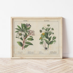 Winter Flowers   Charlotte Mary Yonge Poster
