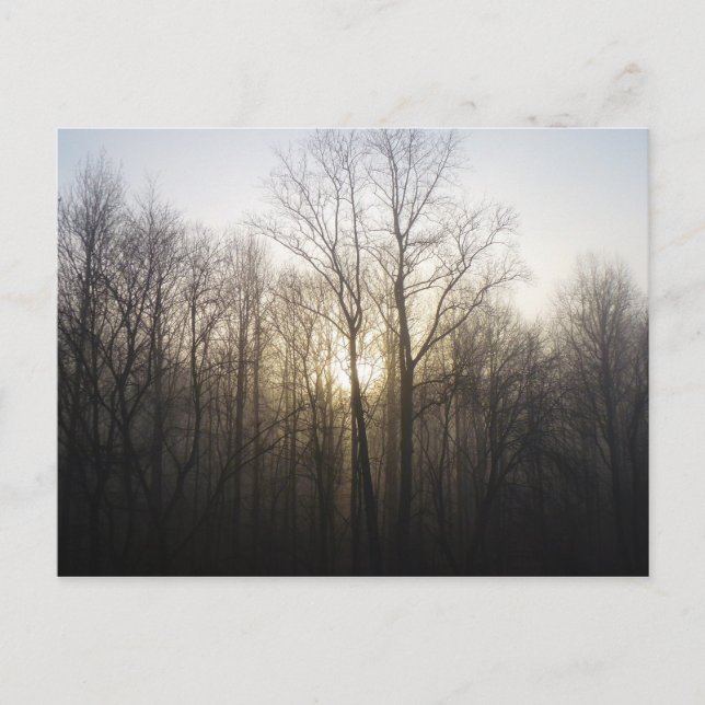 Winter Fog Sunrise Nature Photography Postcard (Front)