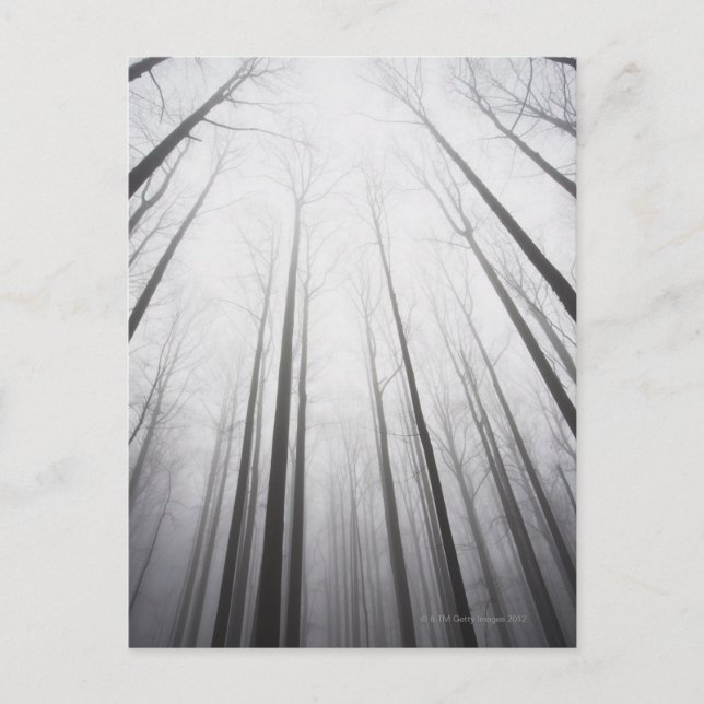 Winter forest in mist, New Jersey Postcard (Front)
