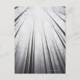 Winter forest in mist, New Jersey Postcard