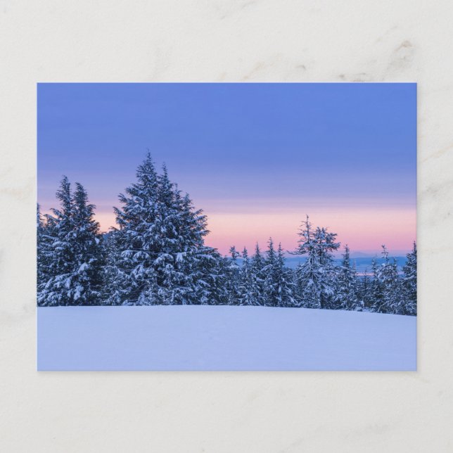 Winter Forest Landscape at Sunset  Postcard (Front)