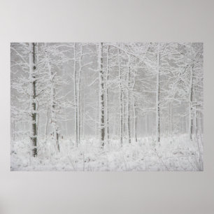 Winter forest landscape with snowy winter trees poster