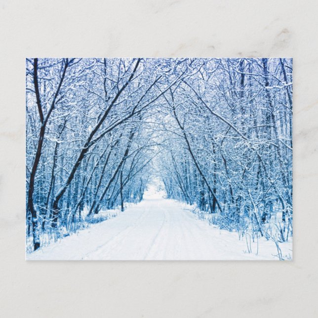 Winter Forest Path Postcard (Front)
