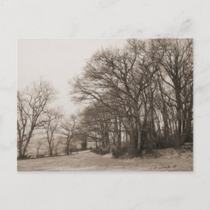 Winter Forest Postcard