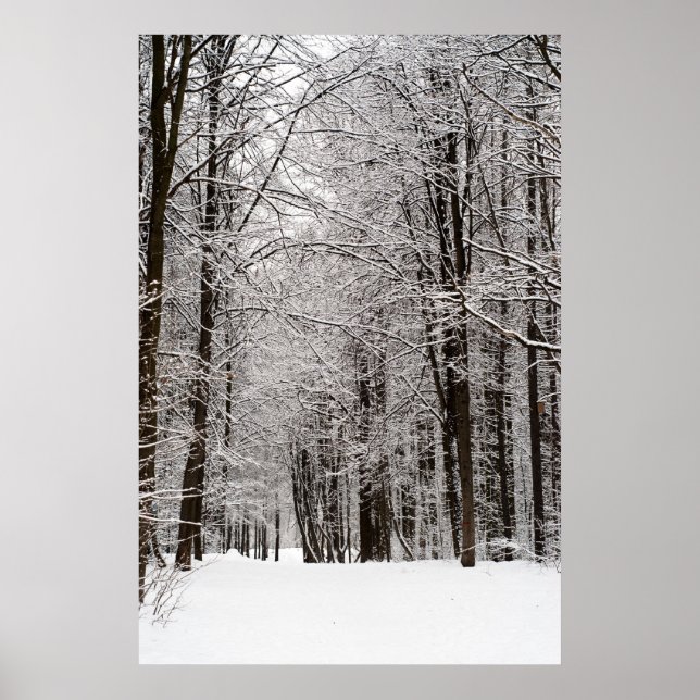 Winter forest poster (Front)