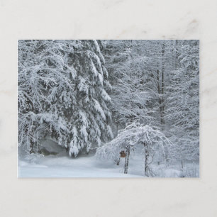 Winter Forest Snow Covered Landscape Photography Postcard