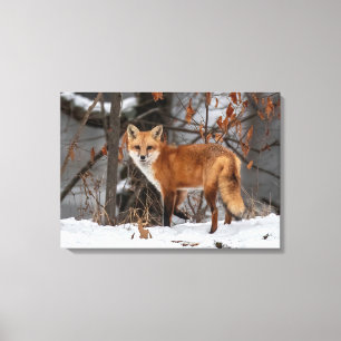 Winter Fox     Canvas Print