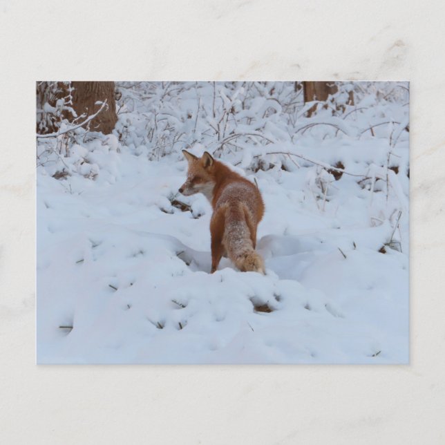 Winter Fox Postcard (Front)