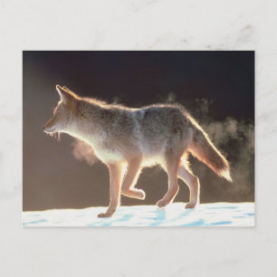 Winter Fox Trots Postcard