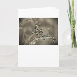 Winter Freeze, card