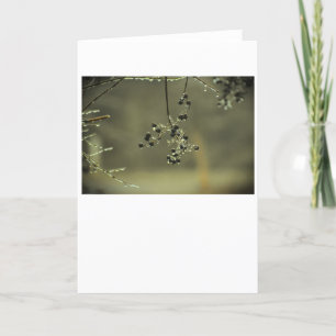 Winter Freeze, card