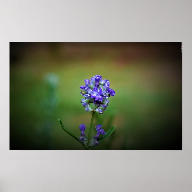 Winter Freeze, Poster (Front)