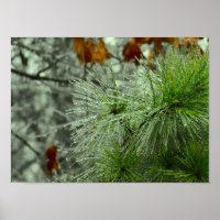 Winter Freeze,