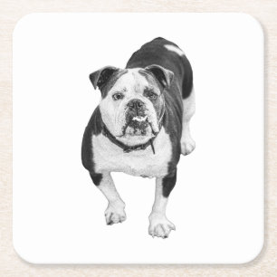 Winter Friend, Bulldog Coaster