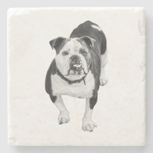 Winter Friend, Bulldog Coaster