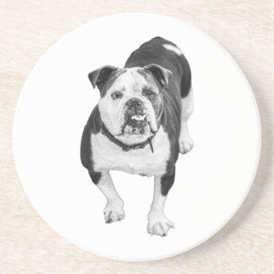 Winter Friend, Bulldog Coaster