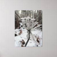 Winter frost on plants in the forest photography