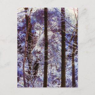 Winter Frosty Forest Morning Switzerland Postcard