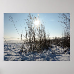 Winter grasses   - poster