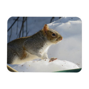 Winter Grey Squirrel Magnet