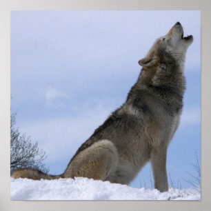 Winter Grey Wolf Howling Poster