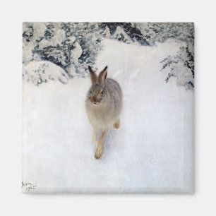 Winter Hare (Rabbit), Bruno Liljefors Magnet