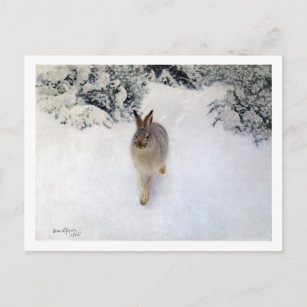 Winter Hare (Rabbit), Bruno Liljefors Postcard