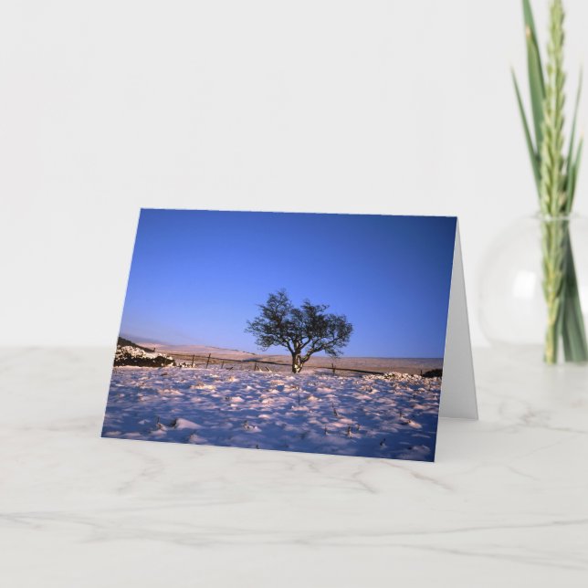 Winter Hawthorn Tree Holiday Card (Front)