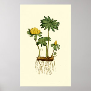 Winter Hellebore Poster