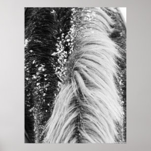 Winter Horse Mane with Snow Poster