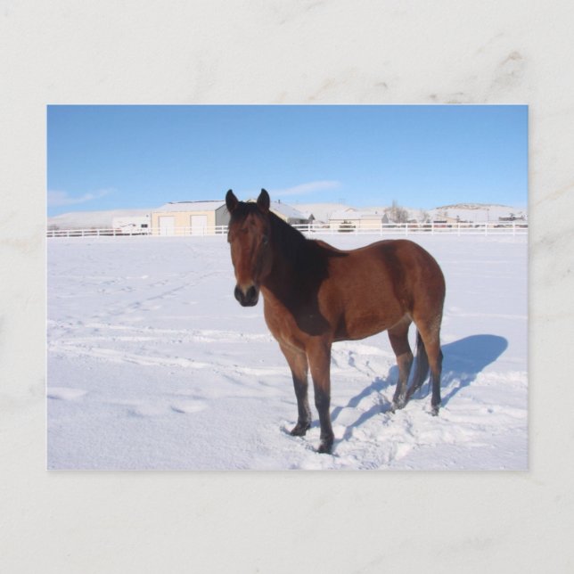 Winter Horse Postcard (Front)