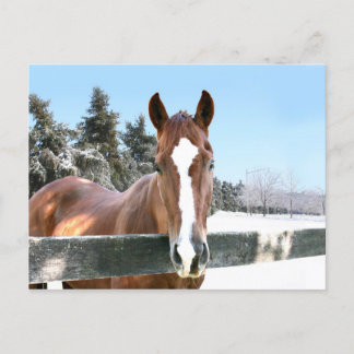 Winter horse postcard