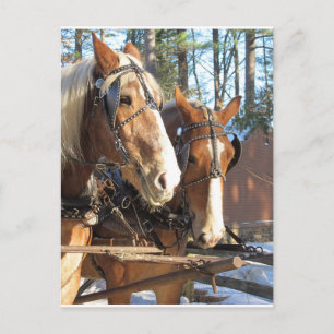Winter Horses Sturbridge Village, Massachusetts Postcard