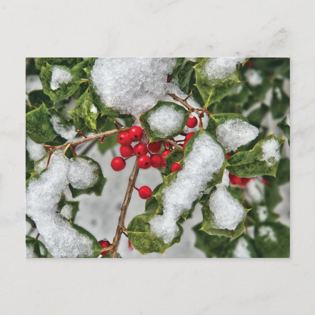 Winter - Ice coated Holly Postcard (Front)