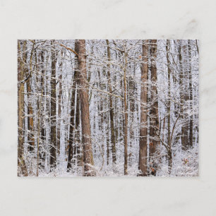 Winter Ice Storm in the Forest Postcard