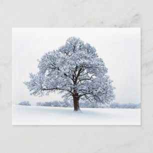 Winter in Heaton Park Postcard