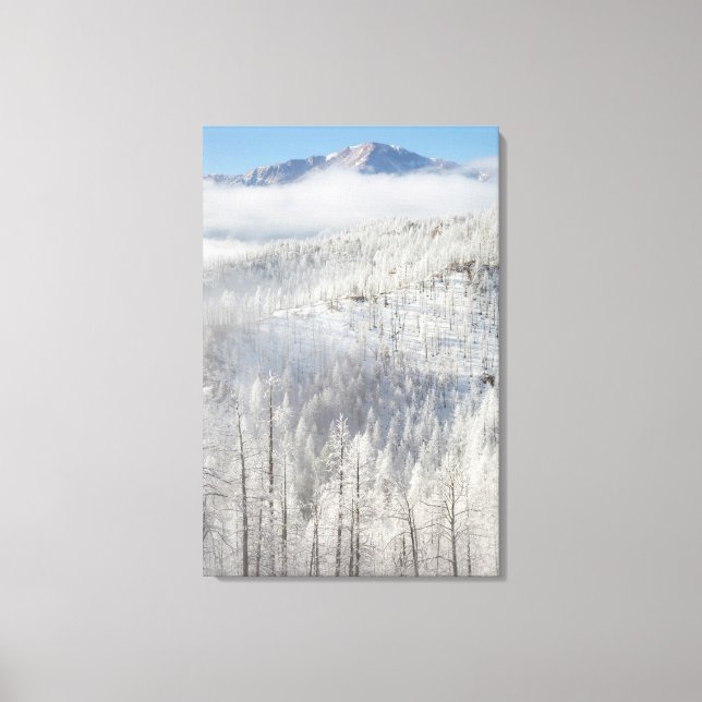 Winter in Pike National Forest Canvas Print (Front)