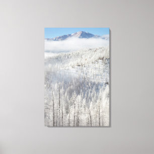Winter in Pike National Forest Canvas Print