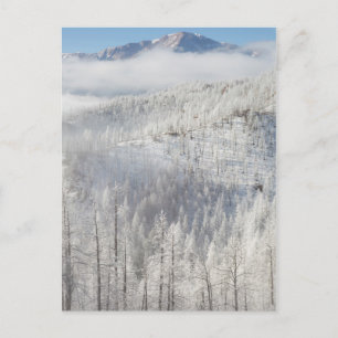 Winter in Pike National Forest Postcard