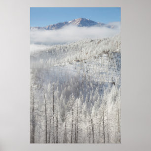 Winter in Pike National Forest Poster