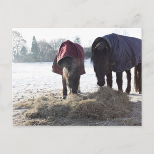 Winter in Rural Hertfordshire, England Postcard
